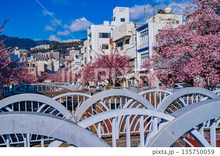 (静岡県)日本で最も早咲き、熱海市糸川のあたみ桜 (静岡県)日本で最も早咲き、熱海市糸川のあたみ桜 135750059