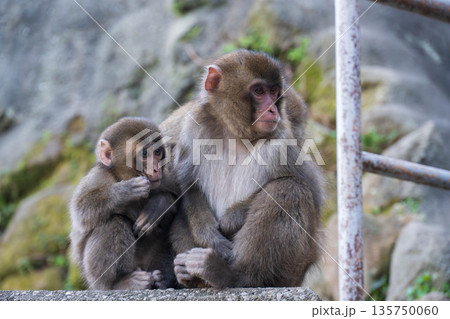 寄り添う親子の猿 135750060