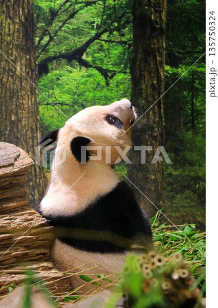 笹の葉を食べるパンダ 135750324
