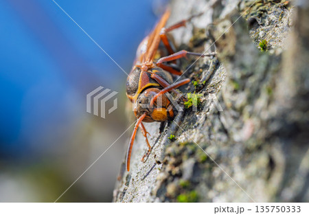 小春日和の秋の日に暖かい日差しを浴びて越冬に備えるアシナガバチの姿 135750333
