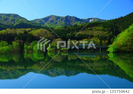 新緑に包まれる森 135750642