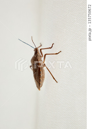Brown marmorated stink bug pest on white window screen from side view Brown marmorated stink bug pest on white window screen from side view 135750672