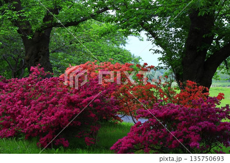 ツツジが咲き誇る初夏の公園 ツツジが咲き誇る初夏の公園 135750693