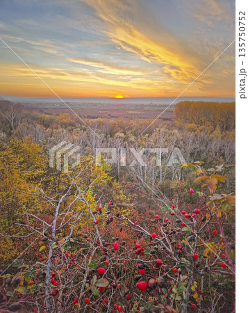 Autumnal landscape with a breathtaking sunset over a distant valley. Red rosehips and vibrant foliage frame the foreground, and golden forests seen at horizon 135750752