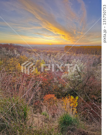Breathtaking autumnal landscape with a panoramic view of a valley at sunset. Tall grasses and bare branches frame the foreground, leading to a dense forest of multicolored trees 135750753