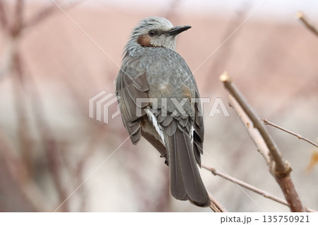 春の足音はまだかなと振り返る 春の足音はまだかなと振り返る 135750921