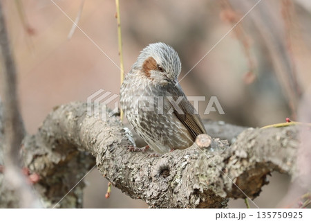 何か気になるのか鋭い目つきで警戒中 135750925