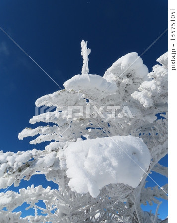 厳冬期の八ヶ岳(北横岳に向かう登山道にある樹氷に覆われた木々) 厳冬期の八ヶ岳(北横岳に向かう登山道にある樹氷に覆われた木々) 135751051