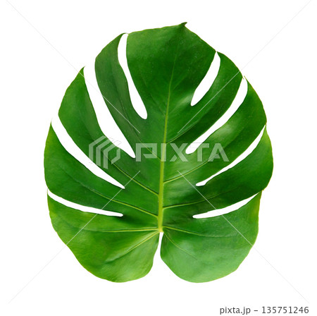 Monstera green leaf isolated on white background. Monstera green leaf isolated on white background. 135751246