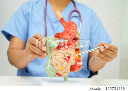 Digestive system with stomach and intestine, Asian doctor holding human anatomy model for study diagnosis and treatment in hospital. 135751286