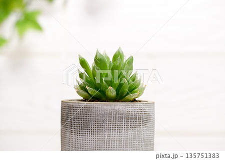 ハオルチア 135751383