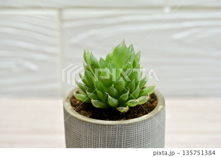 ハオルチア ハオルチア 135751384