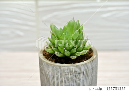 ハオルチア 135751385