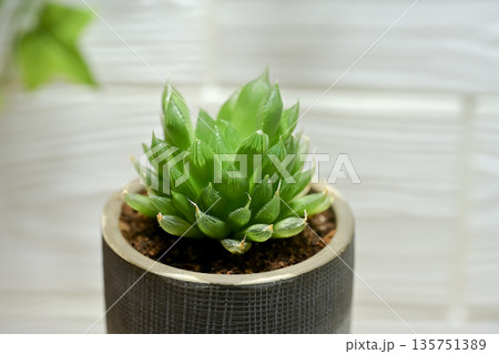ハオルチア 135751389