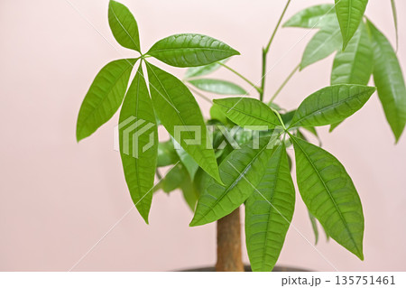 パキラ パキラ 135751461