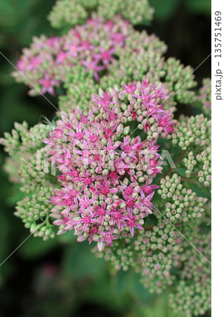 Pink ice plant flowers in close up Pink ice plant flowers in close up 135751469