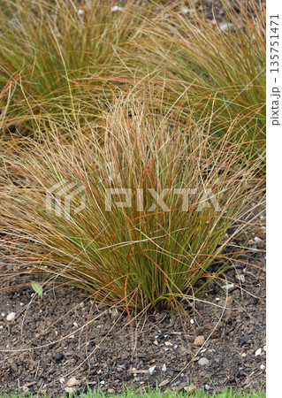 Orange New Zealand sedge plant in close up Orange New Zealand sedge plant in close up 135751471
