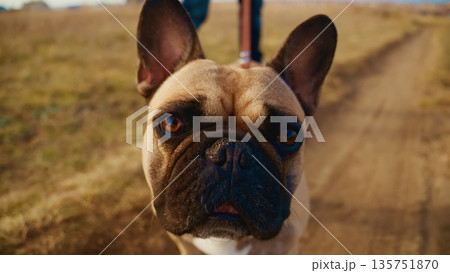 A Close-Up Portrait of a French Bulldog Captured on a Scenic Trail, Showcasing Its Intense Expression, Unique Features, and Vibrant Background Nature Elements in Clear Daylight 135751870