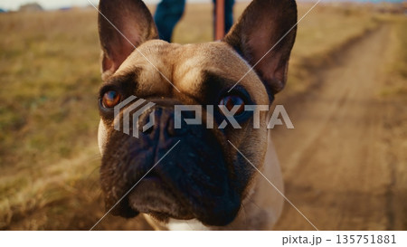 A Close-Up of a French Bulldog with Beautiful Brown Eyes Enjoying a Walk on a Scenic Path Surrounded by Nature, Showcasing Its Playful Personality and Unique Appearance 135751881