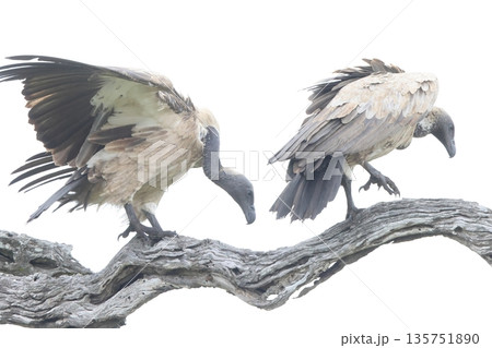 コシジロハゲワシ 135751890