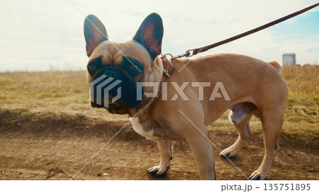 A Curious French Bulldog Stands Alert on a Leash in a Sunlit Field, Capturing the Essence of Canine Companionship amid a Scenic Outdoor Landscape 135751895