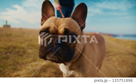 A close-up view of a curious brown dog with a short snout and large ears exploring a grassy landscape under a blue sky, showcasing its playful and friendly demeanor during an outdoor walk. A close-up view of a curious brown dog with a short snout and large ears exploring a grassy landscape under a blue sky, showcasing its playful and friendly demeanor during an outdoor walk. 135751898