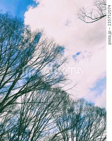 冬の公園で見上げた空2 冬の公園で見上げた空2 135752074