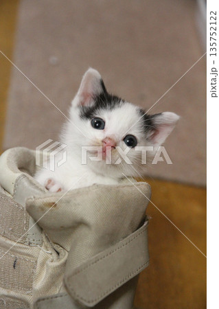 子猫 子猫 135752122