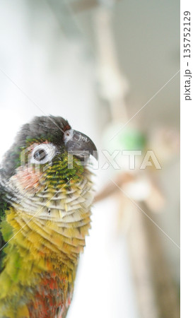 可愛いインコ 可愛いインコ 135752129