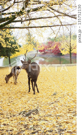 美しい秋 美しい秋 135752130