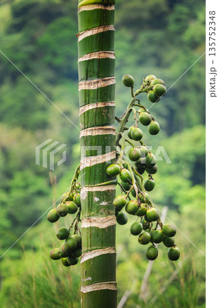 Green areca palm trunk with clusters of unripe betel nuts growing in tropical landscape against soft blurred jungle background 135752348
