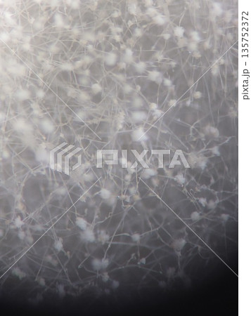 実体顕微鏡を覗いてみたコウジカビ 135752372