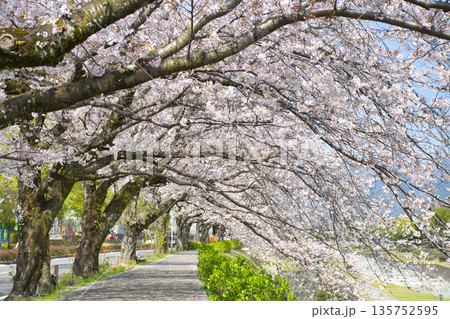【神奈川県】水無川沿いの桜並木 135752595