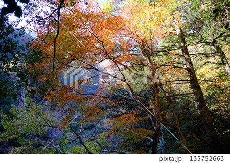 三段峡の紅葉 135752663