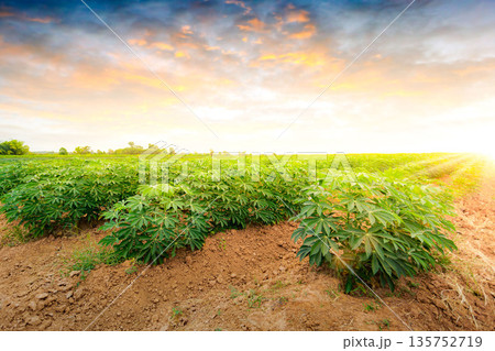 row of cassava tree in field. Growing cassava, young shoots growing. The cassava is the tropical food plant,it is a cash crop in Thailand. This is the landscape of cassava plantation in the Thailand. 135752719