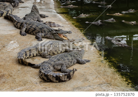 Crocodile, Alligator, Farm, Backgrounds, Dinosaur Crocodile, Alligator, Farm, Backgrounds, Dinosaur 135752870