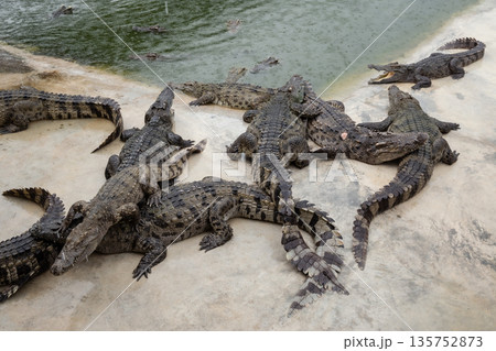 Crocodile, Alligator, Farm, Backgrounds, Dinosaur Crocodile, Alligator, Farm, Backgrounds, Dinosaur 135752873