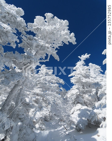 厳冬期の八ヶ岳(北横岳に向かう登山道にある樹氷に覆われた木々) 厳冬期の八ヶ岳(北横岳に向かう登山道にある樹氷に覆われた木々) 135752985