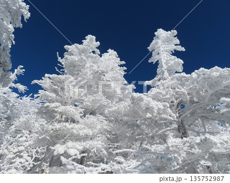 厳冬期の八ヶ岳(北横岳に向かう登山道にある樹氷に覆われた木々) 厳冬期の八ヶ岳(北横岳に向かう登山道にある樹氷に覆われた木々) 135752987
