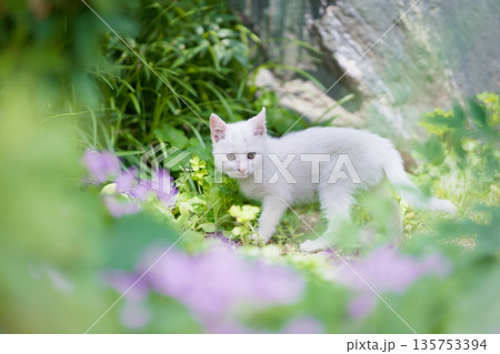 5月、すくすく育つ白い仔猫 135753394
