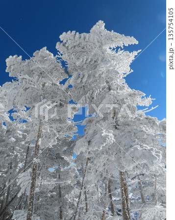 厳冬期の八ヶ岳(北横岳に向かう登山道にある樹氷に覆われた木々) 厳冬期の八ヶ岳(北横岳に向かう登山道にある樹氷に覆われた木々) 135754105