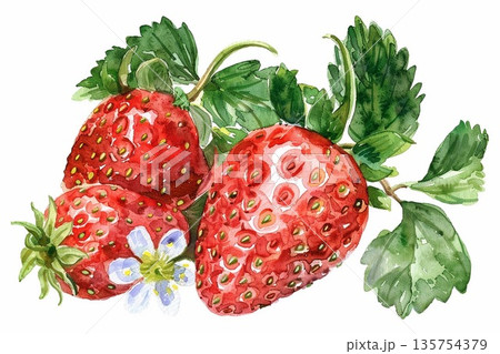 春の味覚である新鮮で真っ赤な完熟イチゴと白い花の水彩画イラスト 135754379