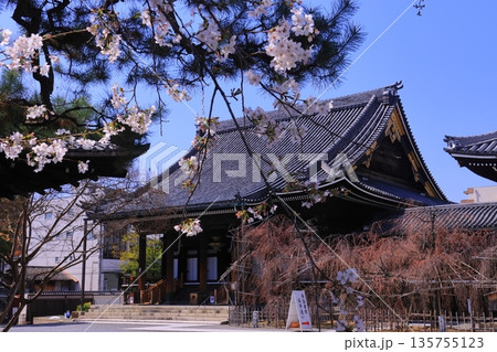 仏光寺(京都市下京区)境内に咲く桜の花 仏光寺(京都市下京区)境内に咲く桜の花 135755123