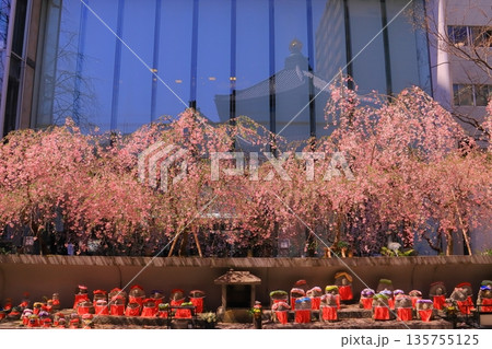 六角堂（京都市中京区）境内に咲く桜の花 135755125