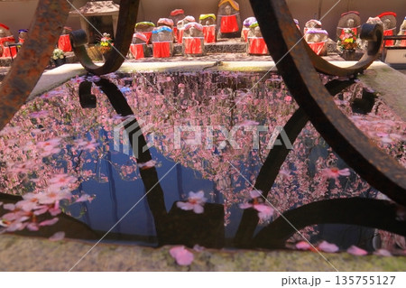 六角堂（京都市中京区）境内　水面に映る桜の花 135755127