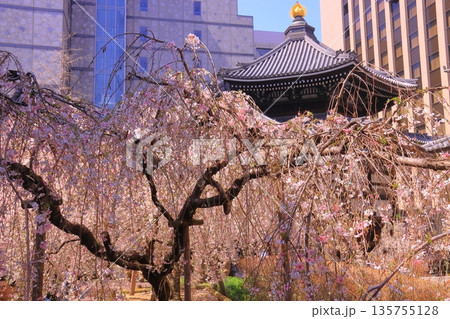 六角堂(京都市中京区)境内に咲く桜の花 六角堂(京都市中京区)境内に咲く桜の花 135755128