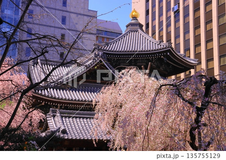 六角堂（京都市中京区）境内に咲く桜の花 135755129