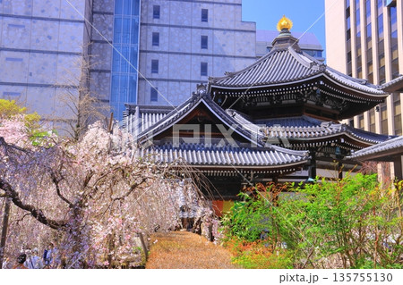 六角堂(京都市中京区)境内に咲く桜の花 六角堂(京都市中京区)境内に咲く桜の花 135755130