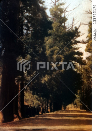 古写真　1953-1957年　日光杉並木 135755176