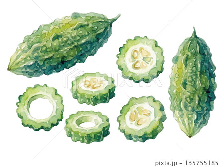 水彩風のゴーヤイラスト 135755185